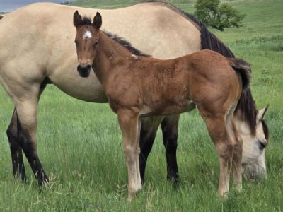Fangorn Bartender JW<BR>AQHA PENDING